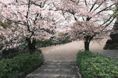今年の桜は見頃のタイミングに難攻した挙句散り始め２