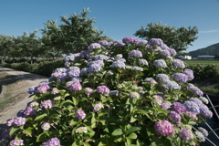 晴れた日の宮荘川の紫陽花３