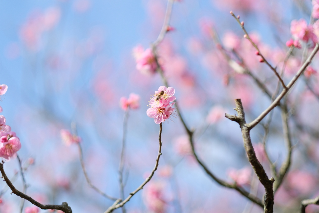 中山寺梅林公園にて5