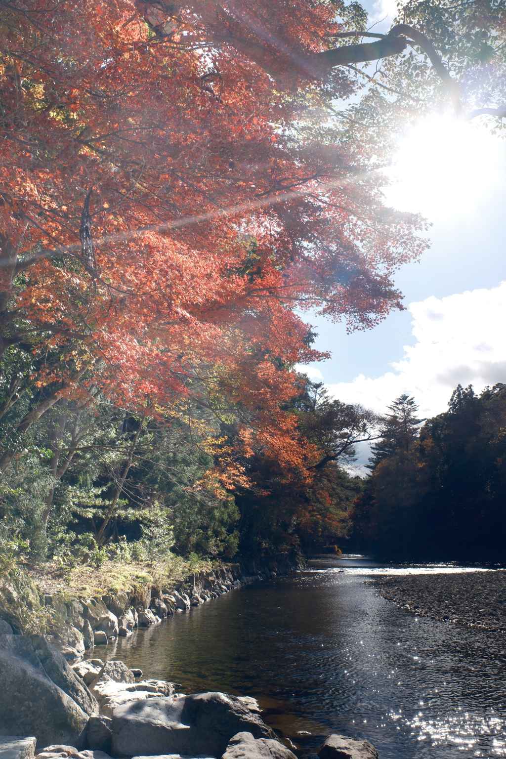 11月下旬にてやっと見頃の紅葉を見れた時７