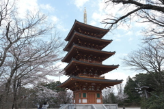 成相寺の五十塔１