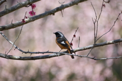 今年やっと見れた梅の花１１