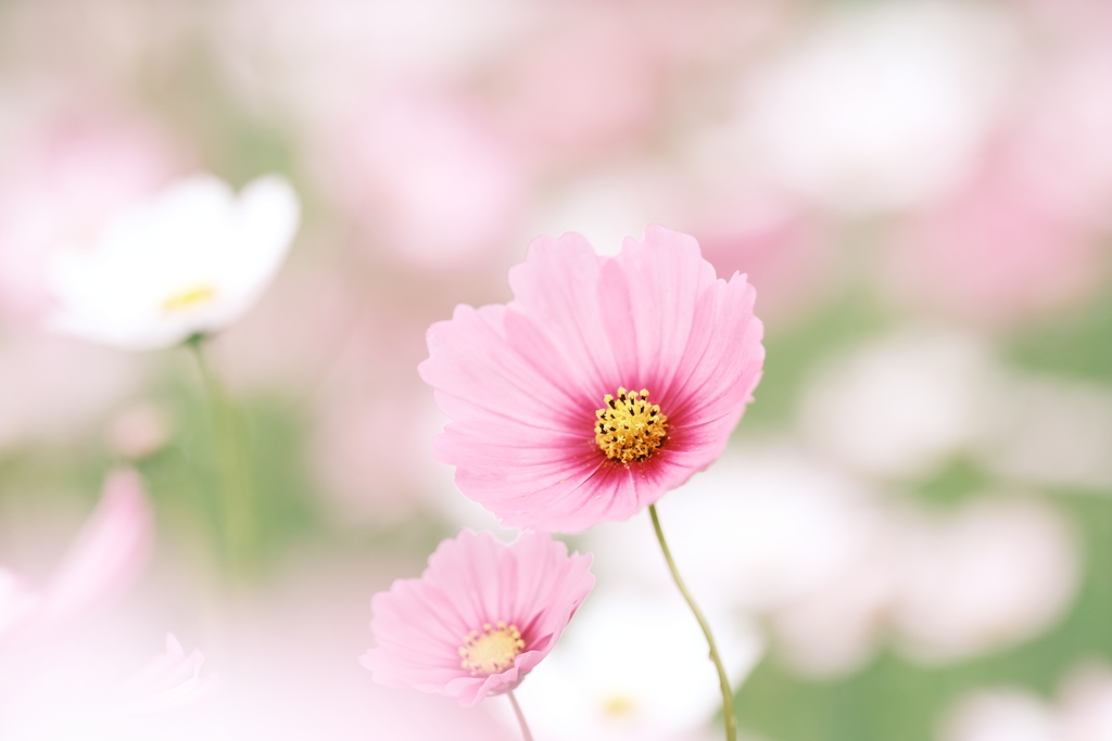 藤原宮跡の秋桜２