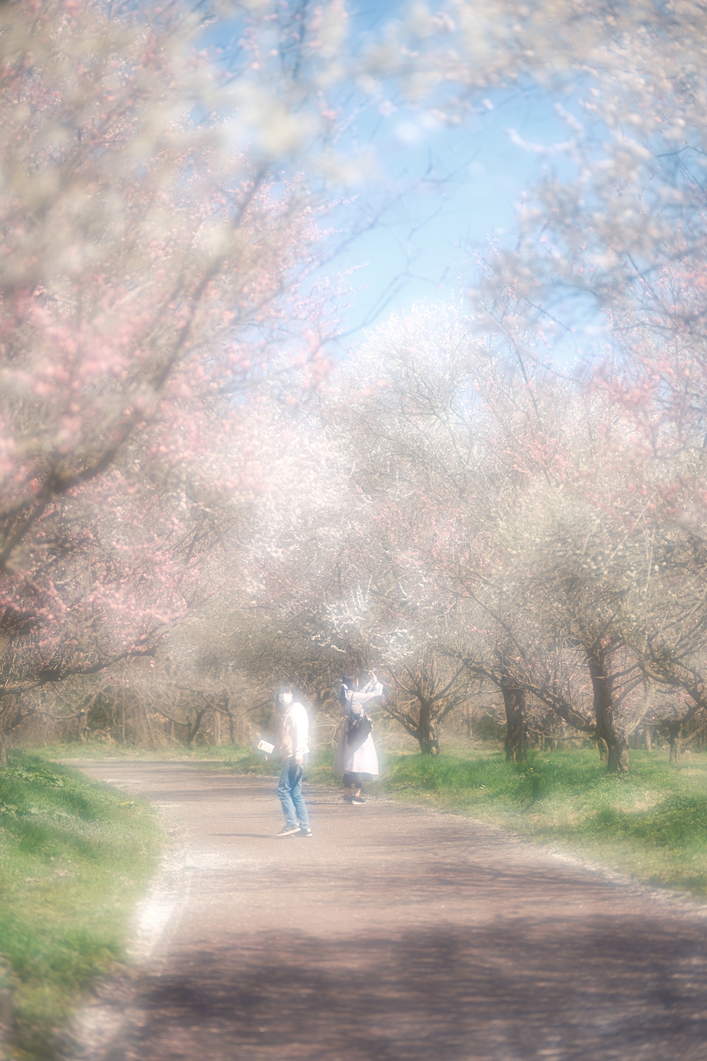 快晴の綾部市梅林公園１０