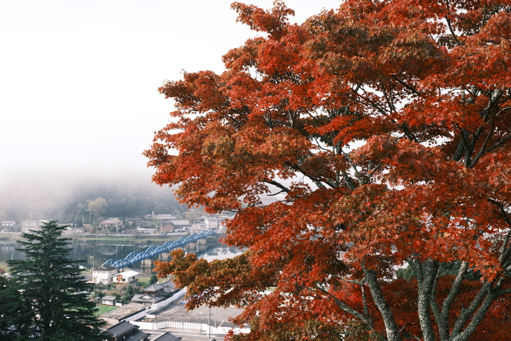 濃霧の紅葉４