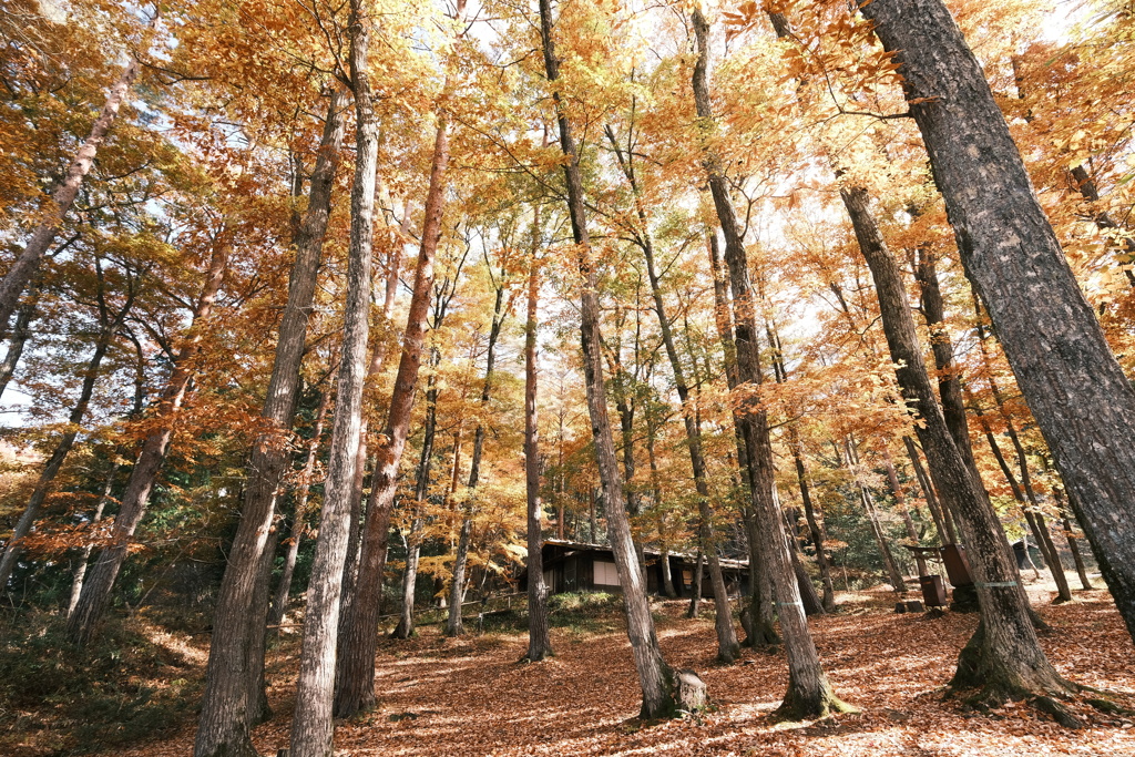 朝晩最早冬の寒さとなった紅葉の旅３