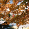 飛騨の里の紅葉巡り２０