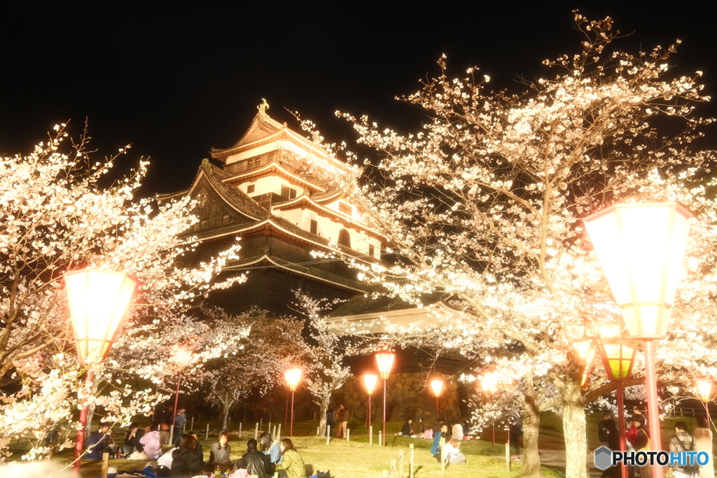 松江城の夜桜８