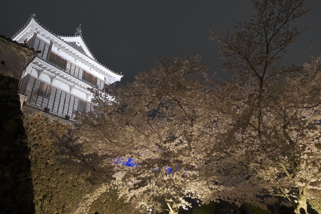 福知山城の夜桜２