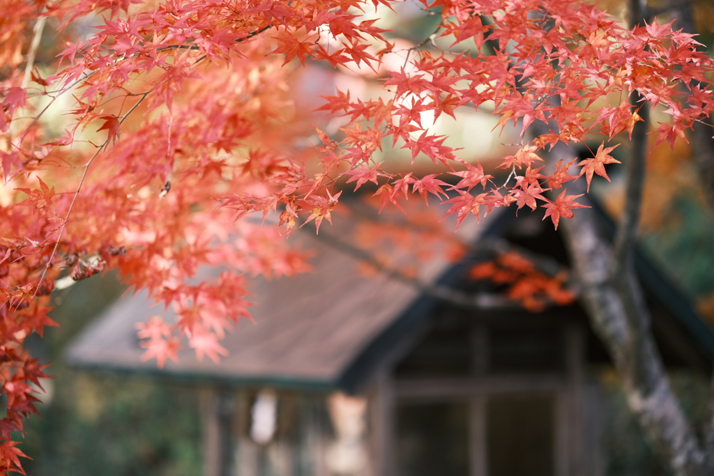 飛騨の里の紅葉巡り１４