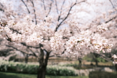 なけなしの休日は雨ばかり３