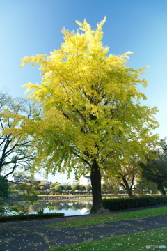 思えば九州で紅葉を撮りに行くのは初めての旅だった１３
