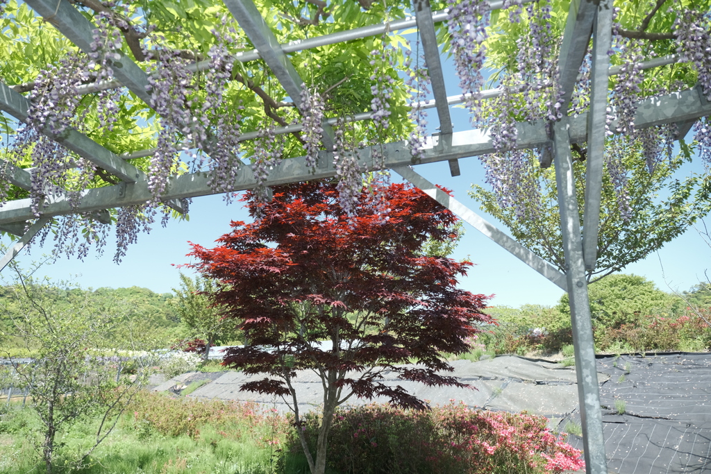 京丹後に花の郷１３