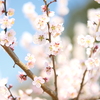 ３月後半でも満開までもう少しな梅１０
