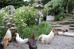 鶏達が紫陽花を満喫しております２