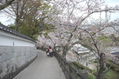 今年の桜は見頃のタイミングに難攻した挙句散り始め３