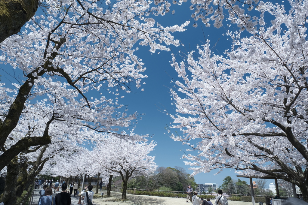 快晴の桜日和、金沢城公園にて５