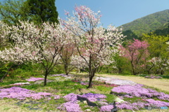 桜が終わっても見れた花見２