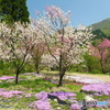 桜が終わっても見れた花見２