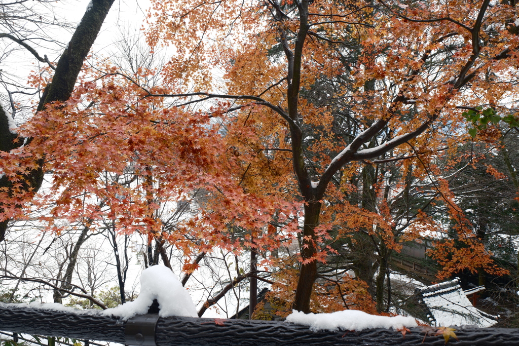 豪雪地帯のなごり紅葉１