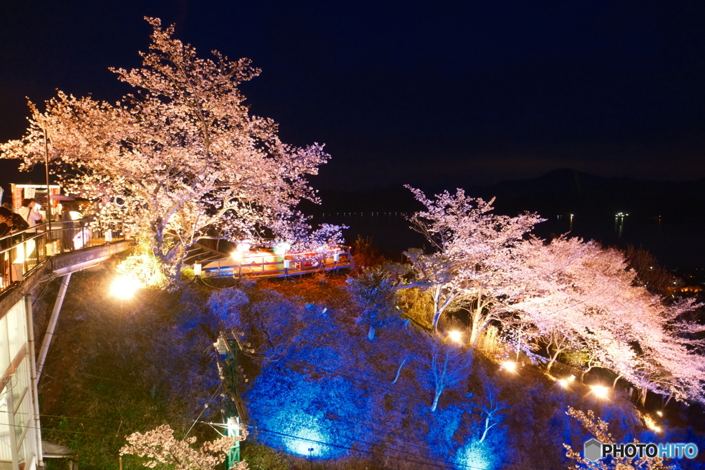 2024傘彩桜２