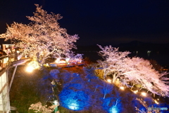 2024傘彩桜２