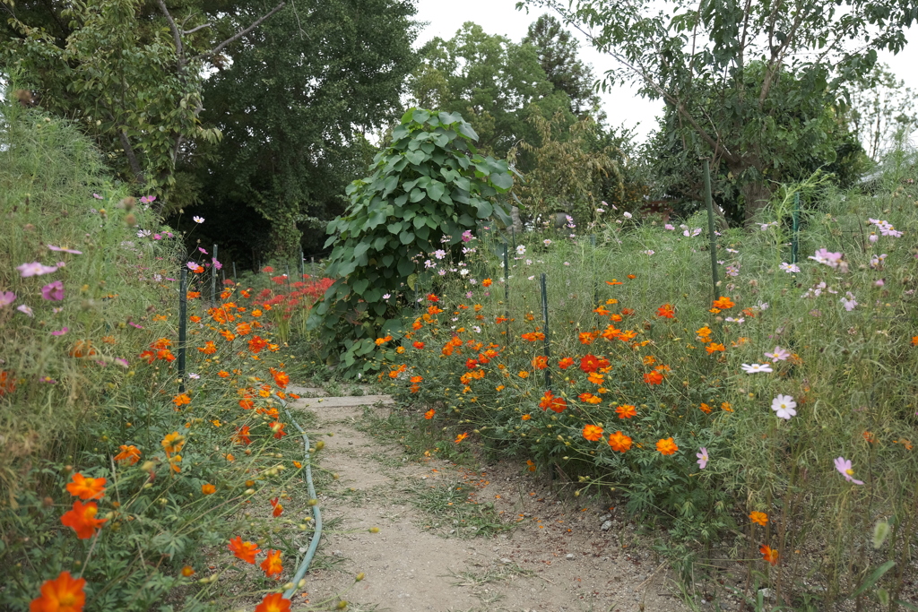 花の気候は秋、気温はまだ夏４