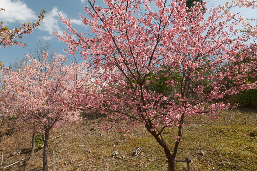 ３月末に見れた桜は河津桜１