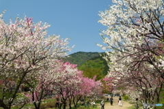 桜が終わっても見れた花見３