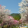 桜が終わっても見れた花見３