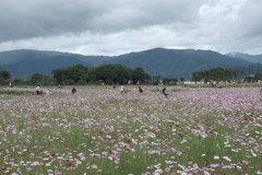 藤原宮跡の秋桜１０