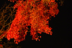漆黒の夜空と照らされる紅葉in好古園２