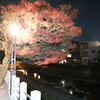 飛騨の里を巡った後、駆け足で巡る飛騨高山の紅葉７