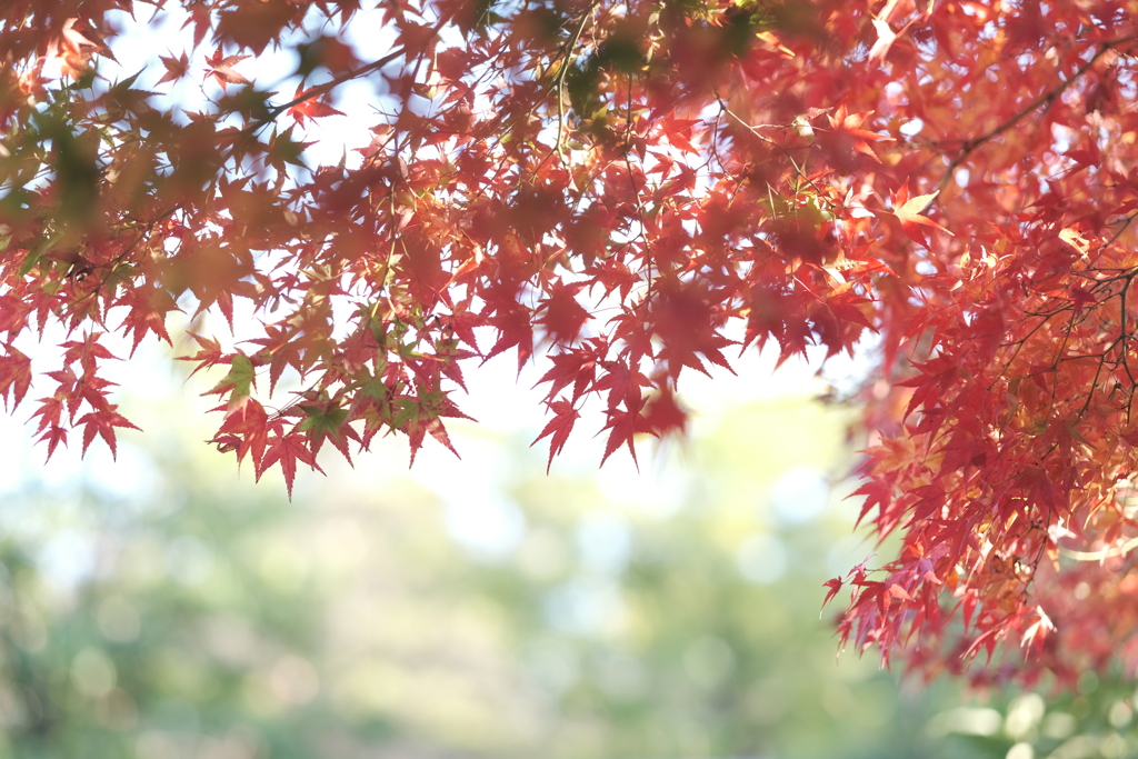 仕事は休業中、紅葉は播州、好古園にて６