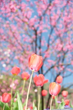 桜が終わっても見れた花見９
