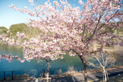 寄り道で見た河津桜は終わりかけ６