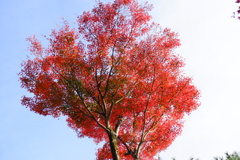 今年最後の見頃であろう紅葉in高台寺７