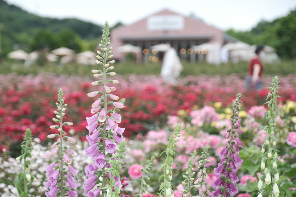 広大な薔薇園、ぎふワールドローズガーデン１５