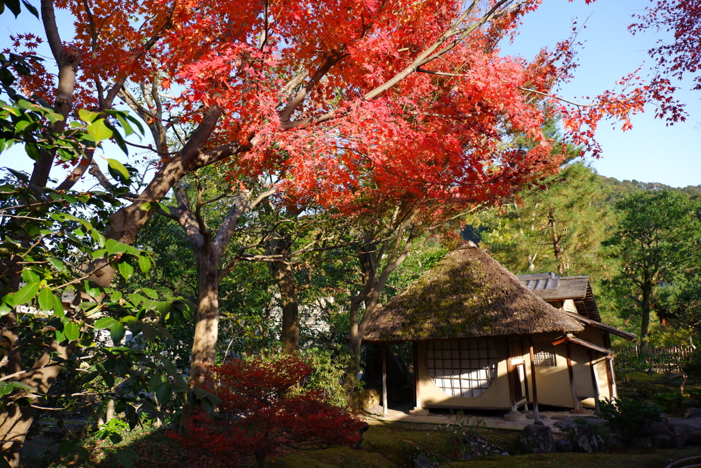 今年最後の見頃であろう紅葉in高台寺３