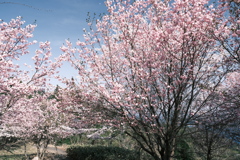桜の季節の週末にここまで晴れた日が続くのはもうないと思って１６