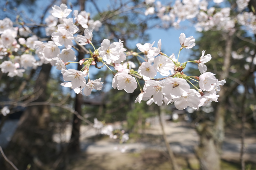 花粉症でくしゃみ、鼻水が止まらない旅１