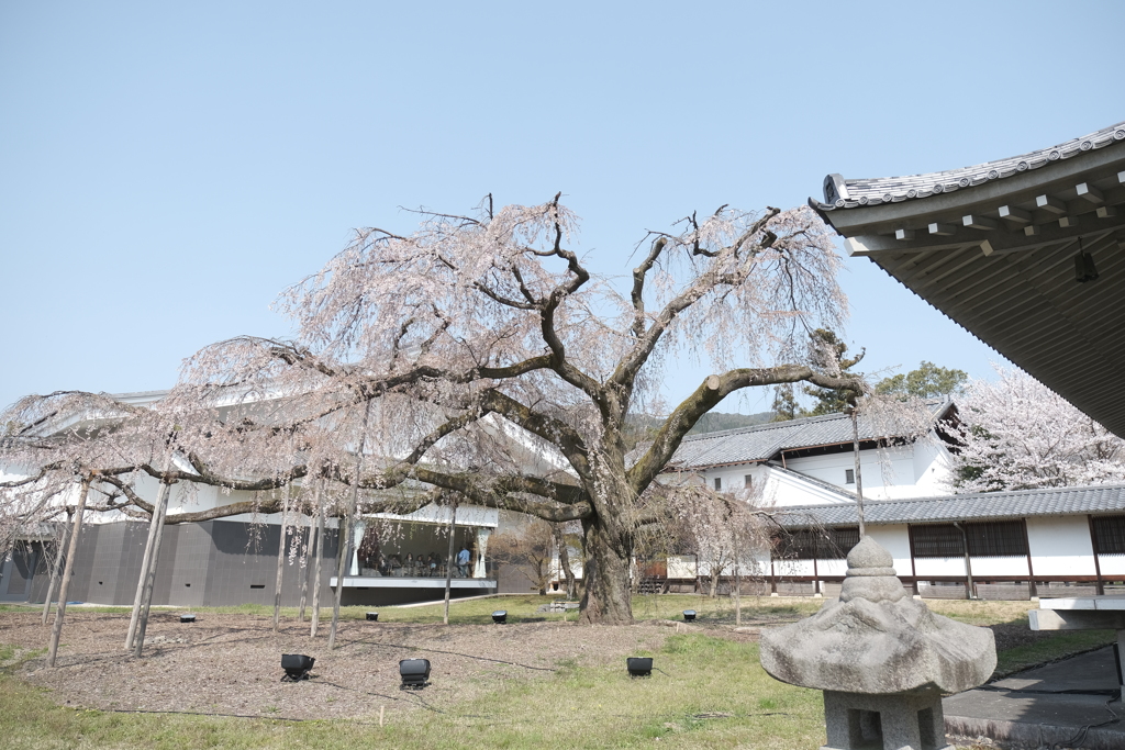 絶好の花見日和in醍醐寺７