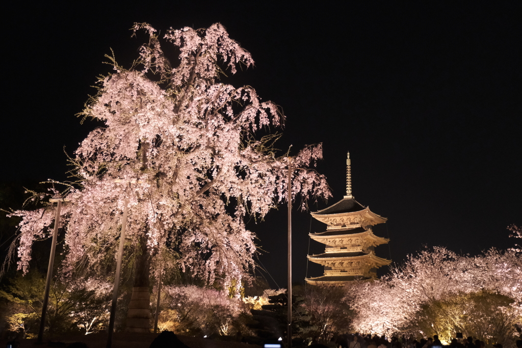 東寺の夜桜１