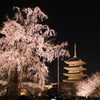 東寺の夜桜１