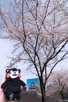熊本城周辺の桜１