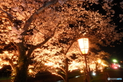 玉湯川堤の夜桜１０