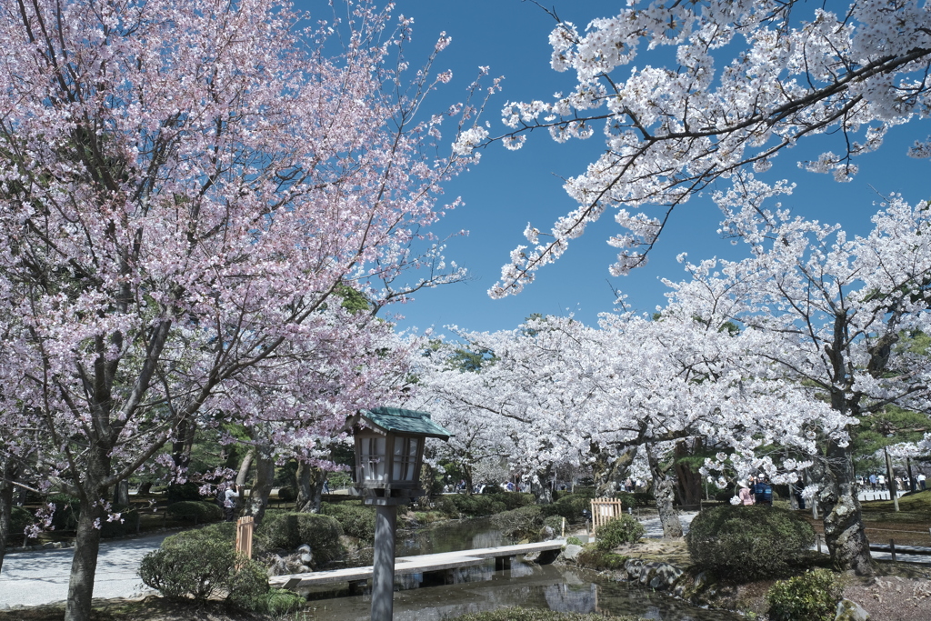 快晴の桜日和、兼六園にて２