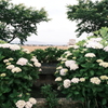 宮荘川の紫陽花９