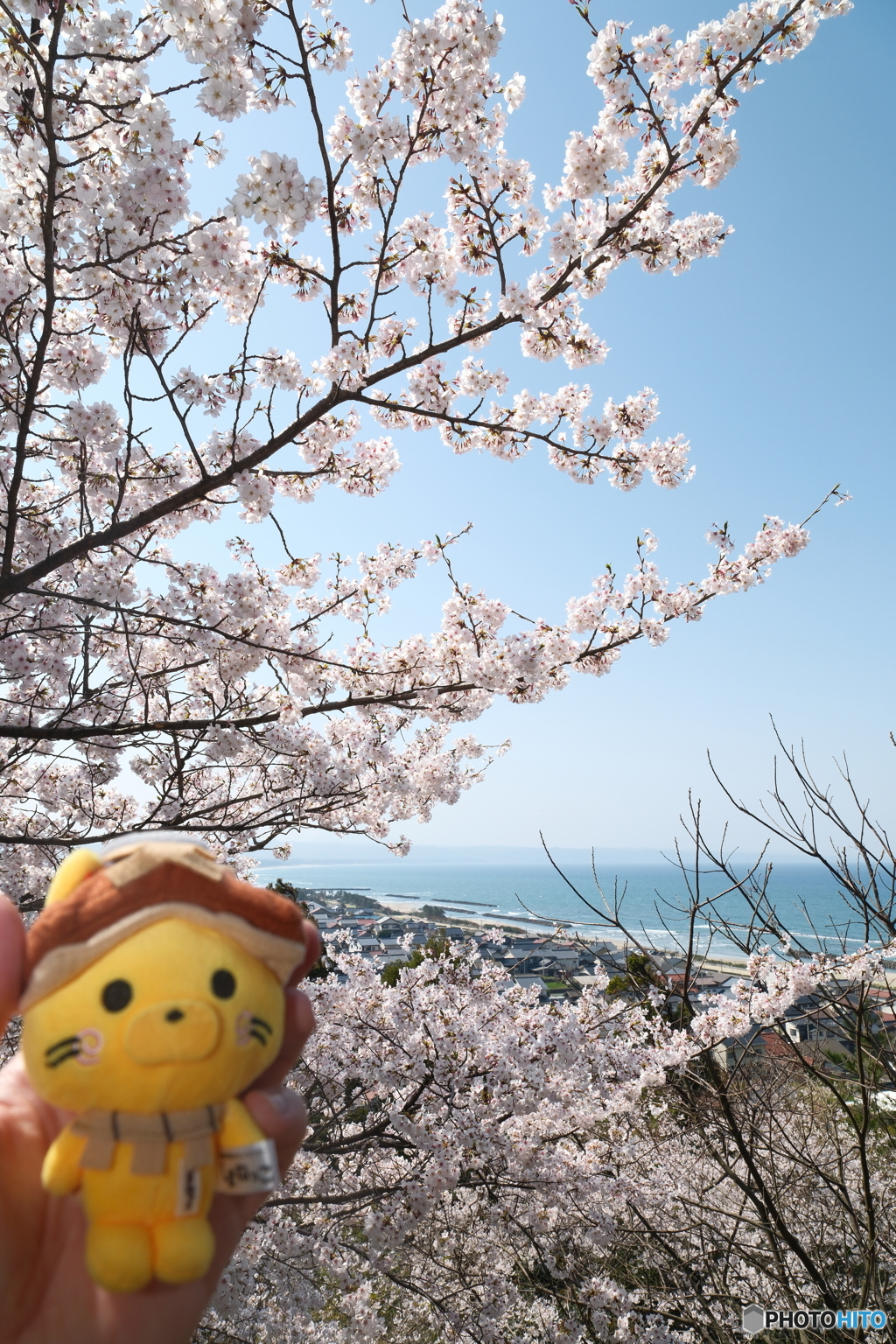 島根県桜巡りの最終日は快晴８