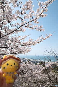 島根県桜巡りの最終日は快晴８